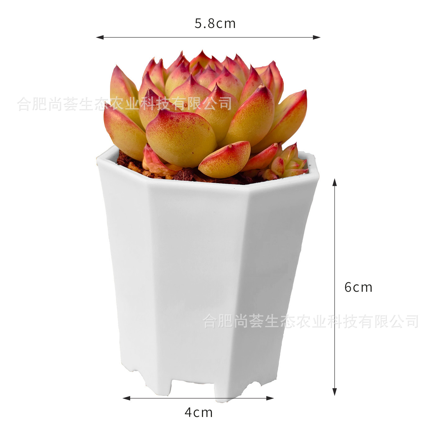 Succulent Plants Wholesale, Large Succulent Potted Flowers, Succulent Plants with Pots, Kindergarten Parent-Child Activity Gifts, Drop Shipping