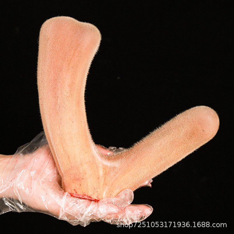 Fresh Deer Antler, Deer Antler with Blood, Soaked in Wine and Soup, Can Be Sliced with Knife and Cut, Whole Fresh Deer Antler