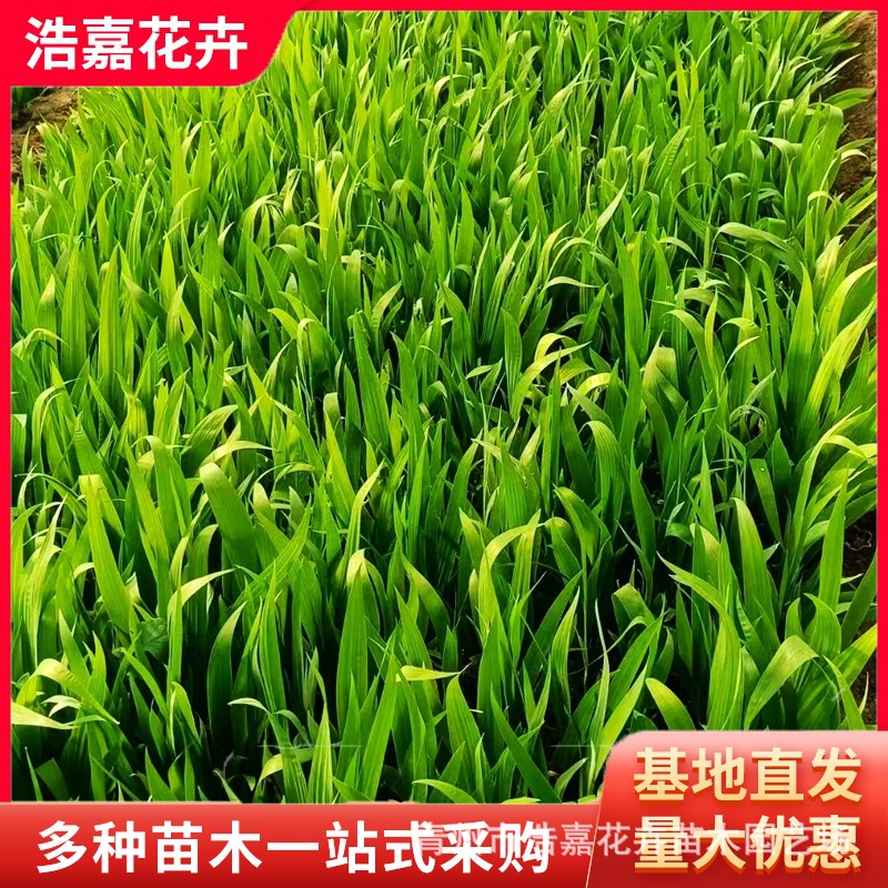 Водяной орхидея, саженцы для озеленения, проект вечнозеленых цветов, аренда на майские праздники, горшечные растения водяного банана