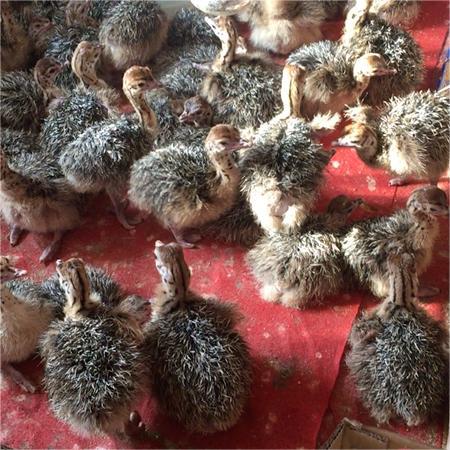 Pair of Male and Female Ostrich Chicks, Live Chicks, Young Animals, African Ostriches, Adult Australian Emus, Live Prices
