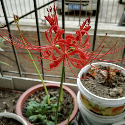 Base Wholesale Bianhua Seeds Manzhushahua Potted Bianhua Seed Bulbs Lycoris Flowers Indoor Four-Season Florals