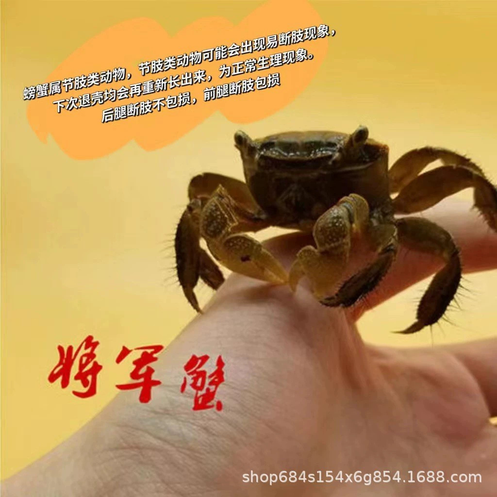 Little Crab, General Crab, Pet Crab, Mini Live Chili Crab, Easy to Maintain Fish Tank, Aquarium Crab Wholesale Stall