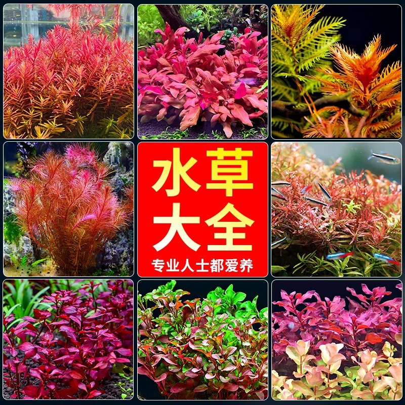 Живые водные растения для аквариумного озеленения, оптовая продажа подводных растений для новичков