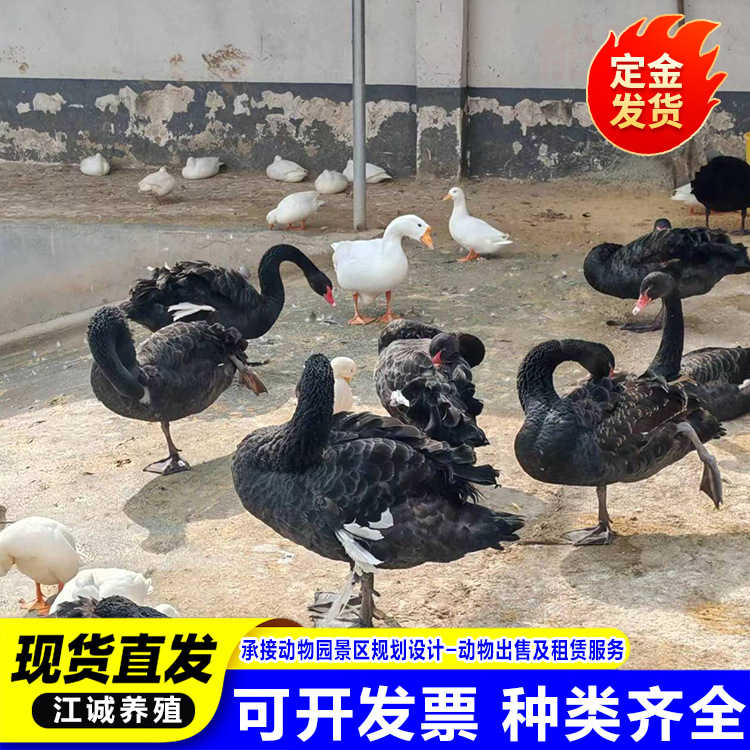 For Sale, Rental, Scenic Garden, Ornamental Black Swan, Black Swan That Has Just Been Removed from Warm, Live Price, Black Swan Seedlings