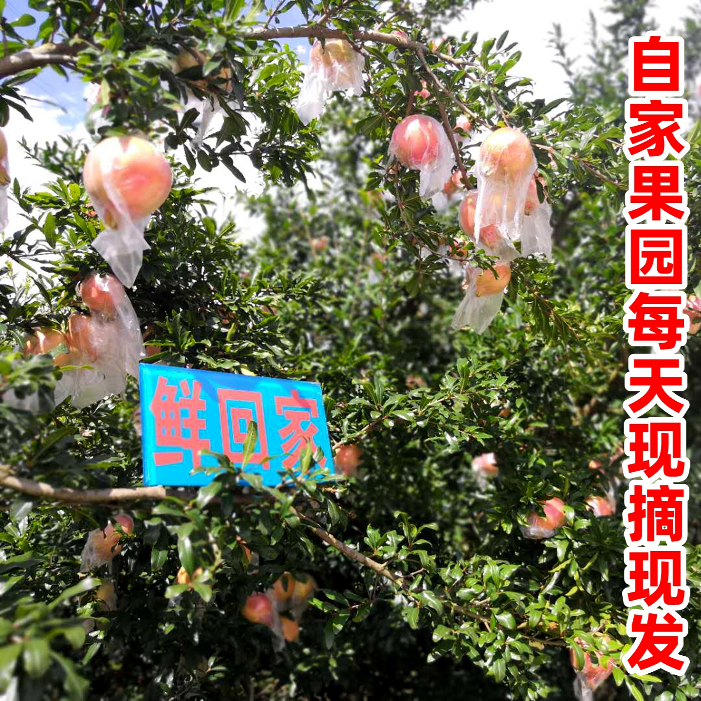 [Event] Yunnan Mengzi Pomegranate Nandai 1.5kg Freshly Picked Seasonal Hard-Seeded Sweet Pomegranate Fresh Fruit for Pregnant Women