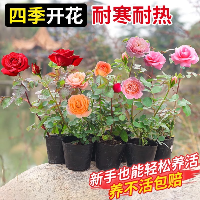 Rose Seedlings with Buds Indoor and Outdoor Balcony Flowers Four Seasons Flowering Shrubs Rose Juice Balcony Courtyard Good for Raising