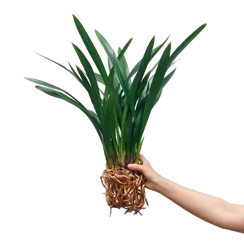 Potted Fragrant Orchid, Black Ink Orchid, Wide-Leaf Orchid Seedling, White Ink Orchid Seedling for Living Room and Balcony