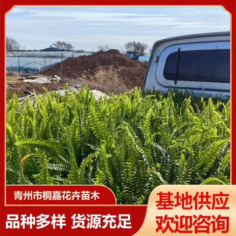 Plant Wall Fern Base Wholesale Ornamental Value High Greenery Potted Centipede Grass