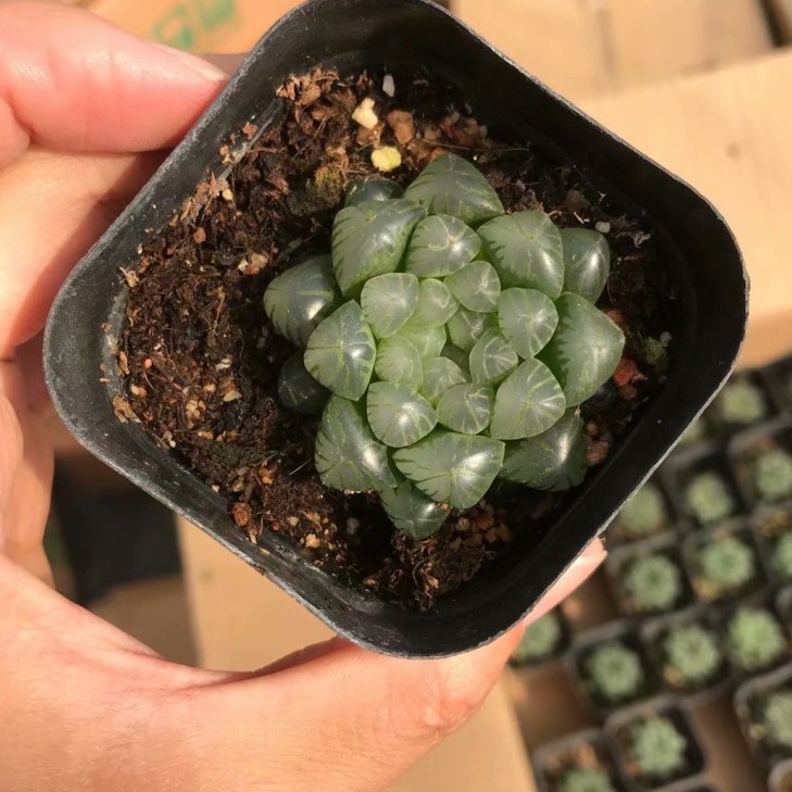 Ji Yulu Succulent Plant Batch Twelve Volumes Special Price about 3-5 cm 6.5cm Pot Real Photo