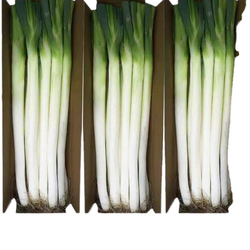 0.5кг Бесплатная доставка Шаньдун зеленый лук оптом