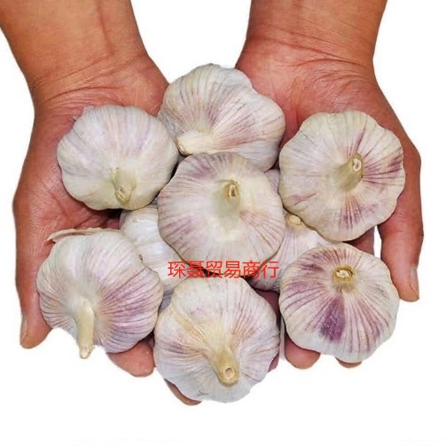 Purple garlic 2.50kg 2024 season whole box of fresh vegetables newly dried garlic wholesale red farmer's own