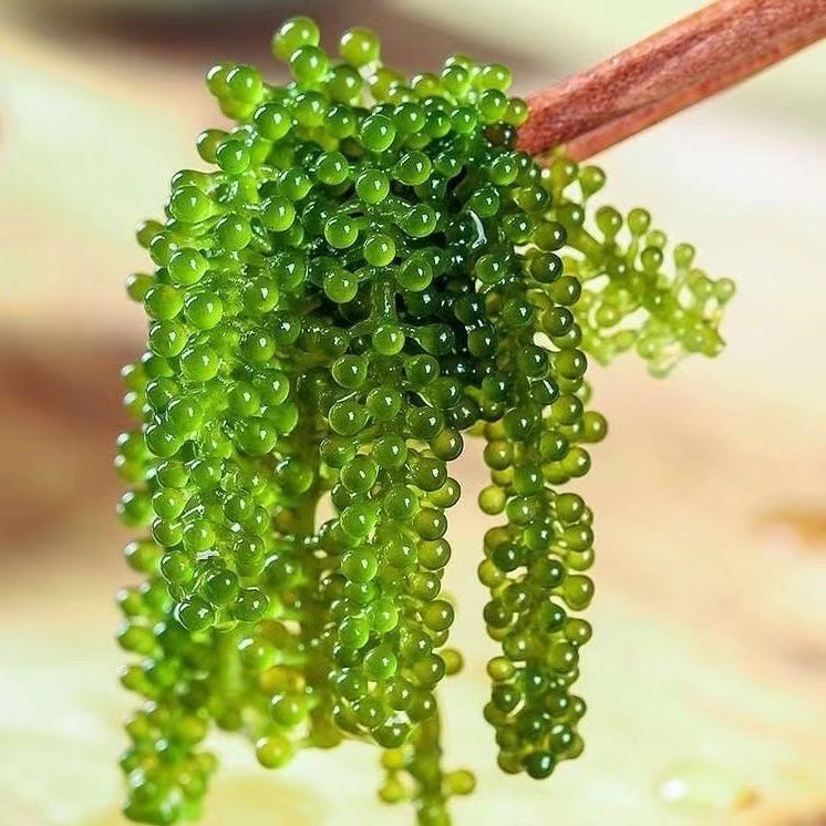 Salted Sea Grapes 100g Kelp Shreds Ready-To-Eat Longevity Vegetables Seaweed Vegetables Seaweed Wakame Sushi Green Fish Wholesale