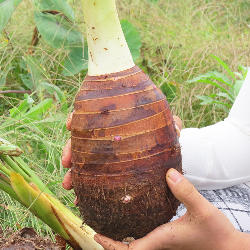 Authentic Guangxi Lipu Taro, Freshly Dug Betel Nut, Large Fragrant Taro, Free Shipping, Farm Taro, Guilin Specialty Vegetables
