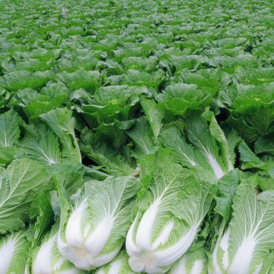 Shandong Cabbage Fresh Vegetables Can Be Used to Make Spicy and Sour Cabbage, Pickled Cabbage, Hot Pot, Farm-Style Jiaodong 2.5kg Pack 10