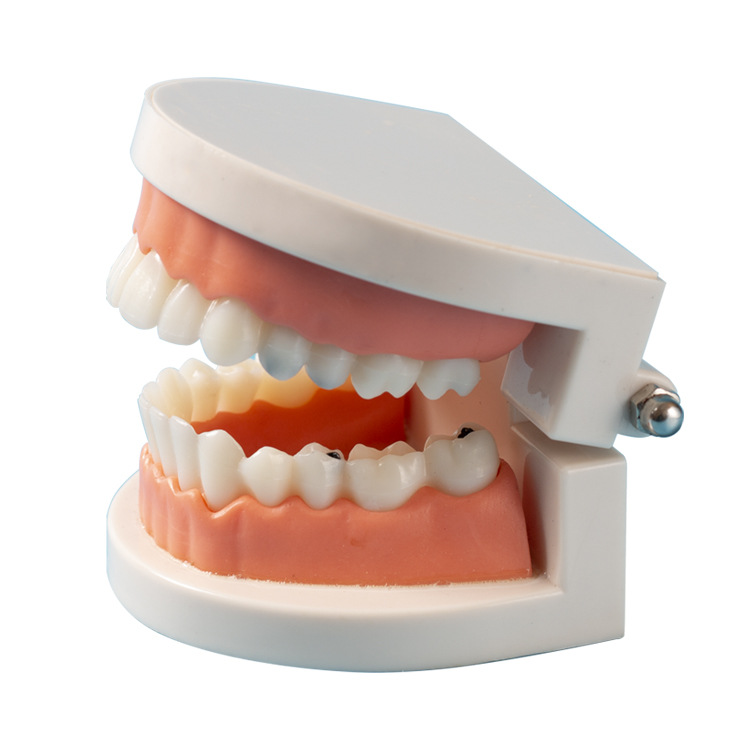 Dental Model aesthetic practice dental model small dental model kindergarten brushing teaching model oral model