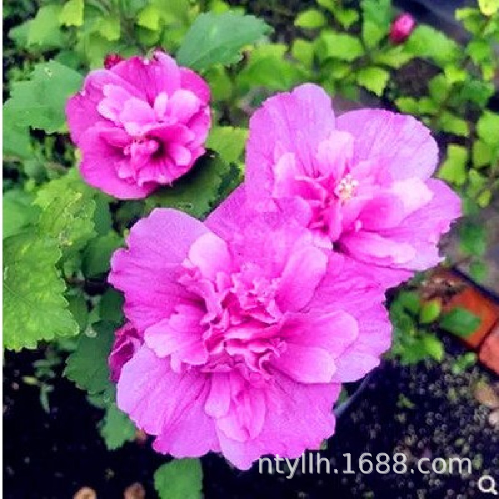 Саженцы гибискуса, основа для ландшафтного проекта, саженцы для озеленения, саженцы живой изгороди гибискуса, саженцы гибискуса разных видов