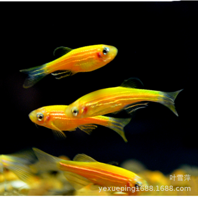 Lemon Zebrafish Live Fluorescent Zebrafish Tropical Fish Ornamental Fish Freshwater Fish Fishing Farm Special Price Live-resistant Good Raising