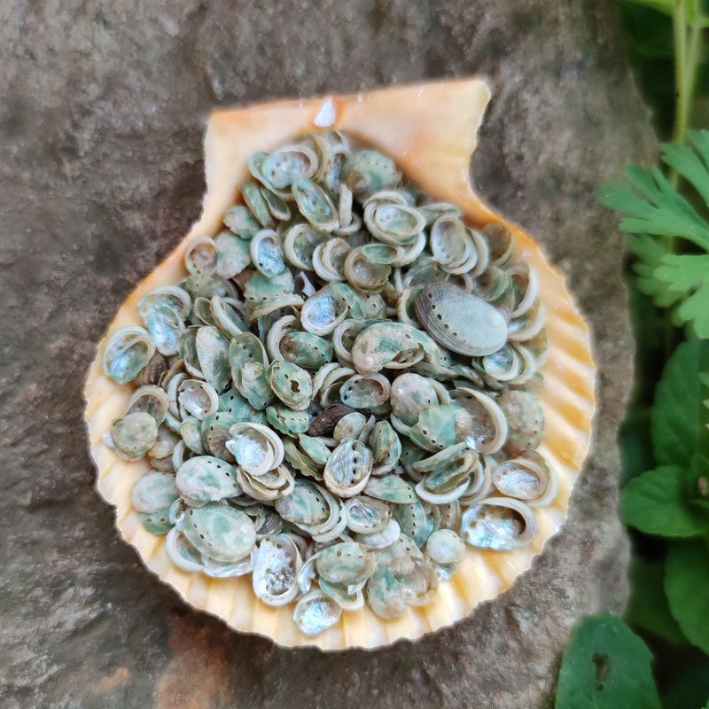 Natural Rare Green Abalone Shell Mini Conch Specimen Collection 0.5-1cm Mini Small Shell