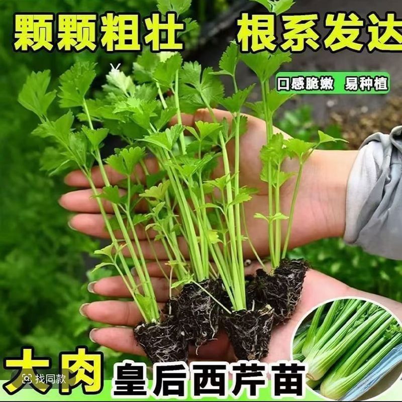 Shouguang Large Celery Seedlings, Small Parsley Seedlings with Soil, Shipped with Roots, Balcony Potted Cold-Resistant Vegetable Seedlings