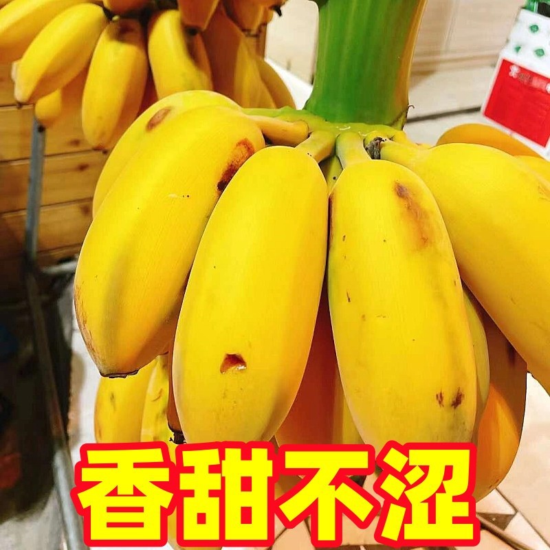 Guangxi Beihai Xiaomi Banana Natural Ripe Banana Fresh Fruit Emperor Banana Whole Box 10 Wholesale Apple Banana Jin