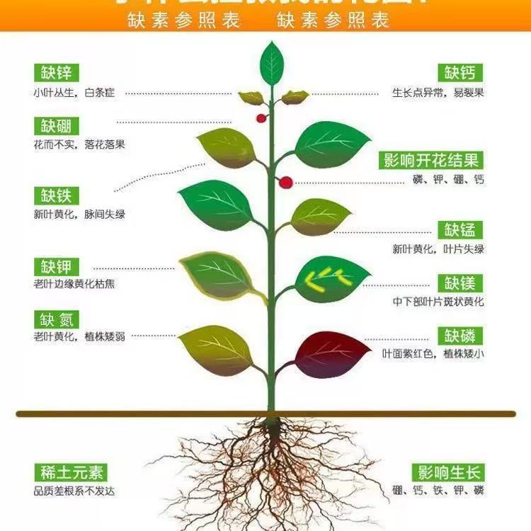 Universal Concentrated Nutrient Solution for Growing Flowers, Hydroponic Water Culture for Green Plants, Bamboo, Fortune Bamboo, and Money Tree Fertilizer