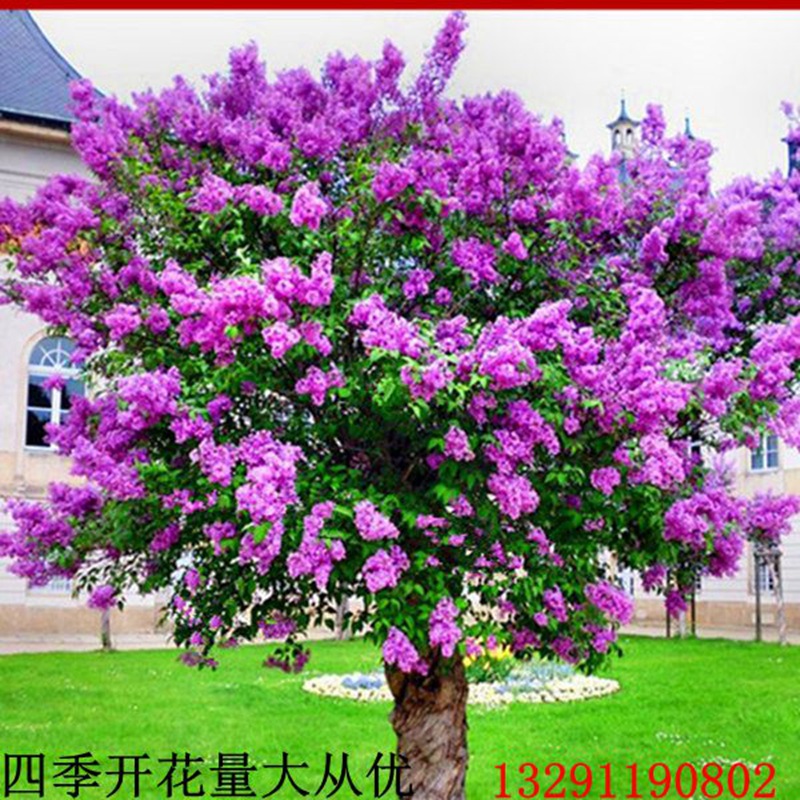 Lilac Saplings, Fragrant Flower Seedlings, Cold-Resistant Plants That Bloom in All Seasons, Outdoor Courtyard Houses and Potted Plants in the North and South