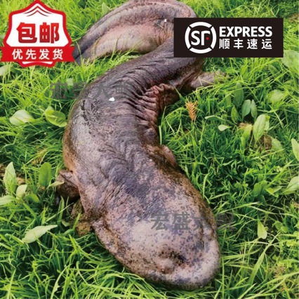 3кг фабрика разведения напрямую поставляет свежую съедобную живую рыбу для гигантских саламандр, семена гигантских саламандр, пакеты пресноводной рыбы