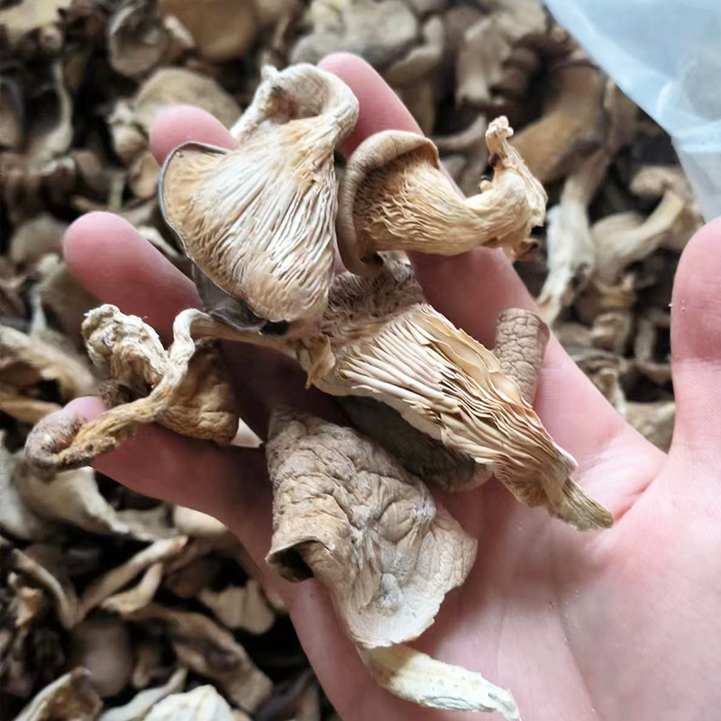 Base wholesale dried Pleurotus ostreatus 500g dried Pleurotus ostreatus dried edible fungus north and south dried bulk fungus bag