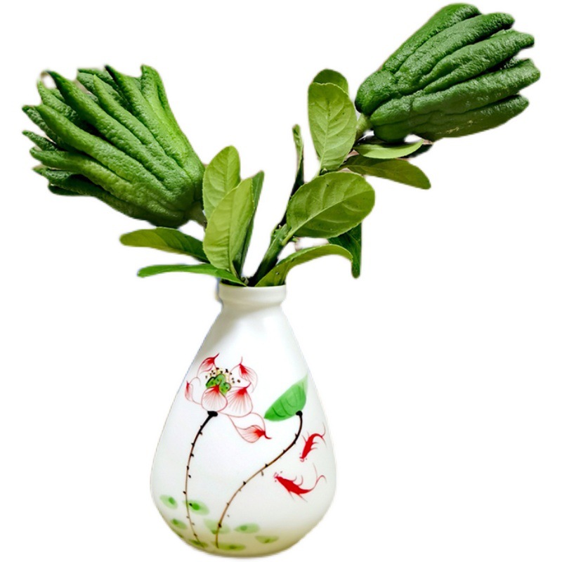 [Water-Cultured Small Fruits with Branches] Ornamental Fragrant Buddha's Hand Fruit Jinhua Buddha's Hand Fresh Fruit Fresh-Cut Branches Inserted into Vase Hydroponics