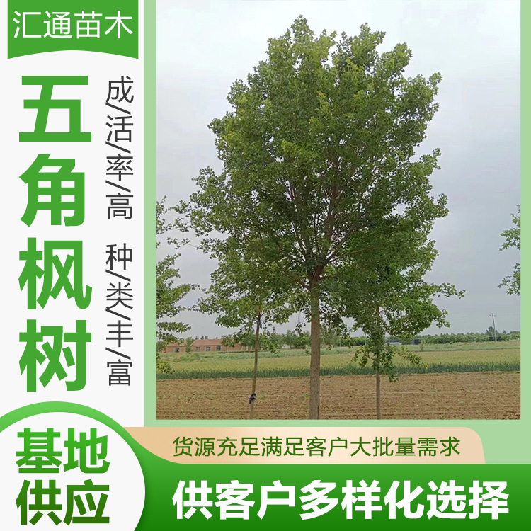 Wujiaomaple Project Greening Seedlings Landscape Trees Cluster Wujiaomaple Green Department Landscaping Project Arbor Spot