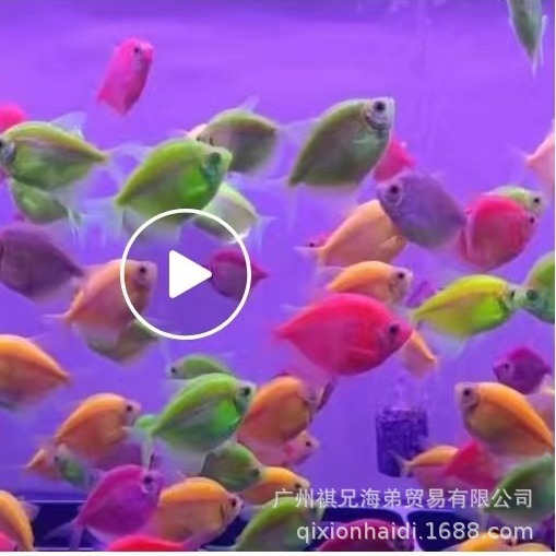 Целая упаковка конфет ангел рыбы смешанных цветов, случайные цвета, красный, желтый, зеленый, тигровый