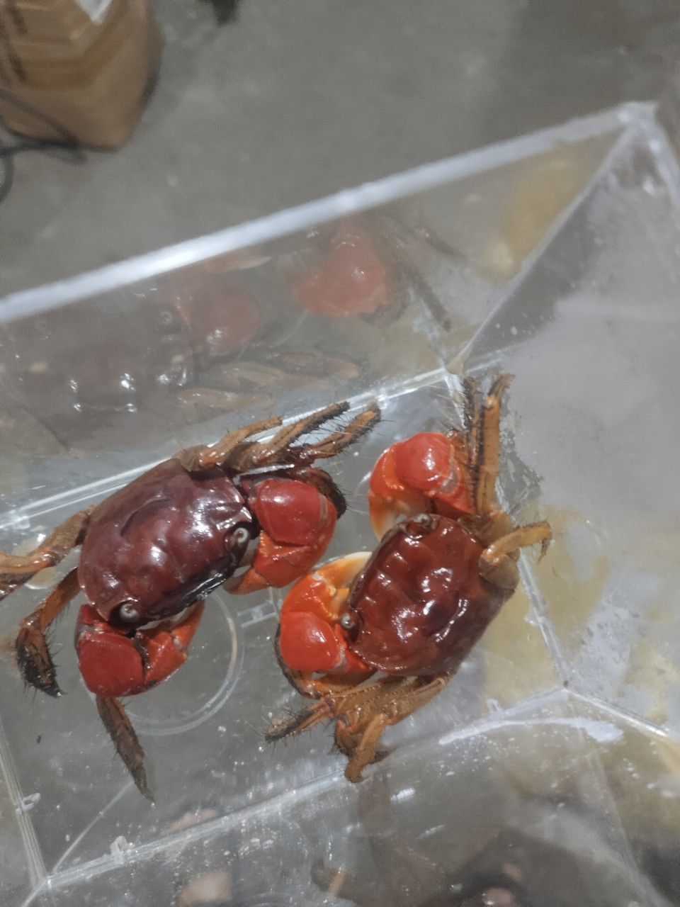 Live Pet Crabs for Aquariums, Ornamental Crabs, Native Freshwater Crabs for Stalls and Wholesale