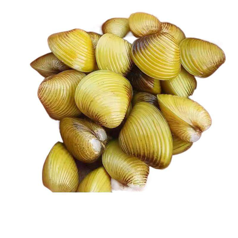 Gold Clam, River Clam, Small River Clam, Gold Snail Algae Remover, Clean Water for Aquariums, Fish Tank Cleaning with Fish Waste