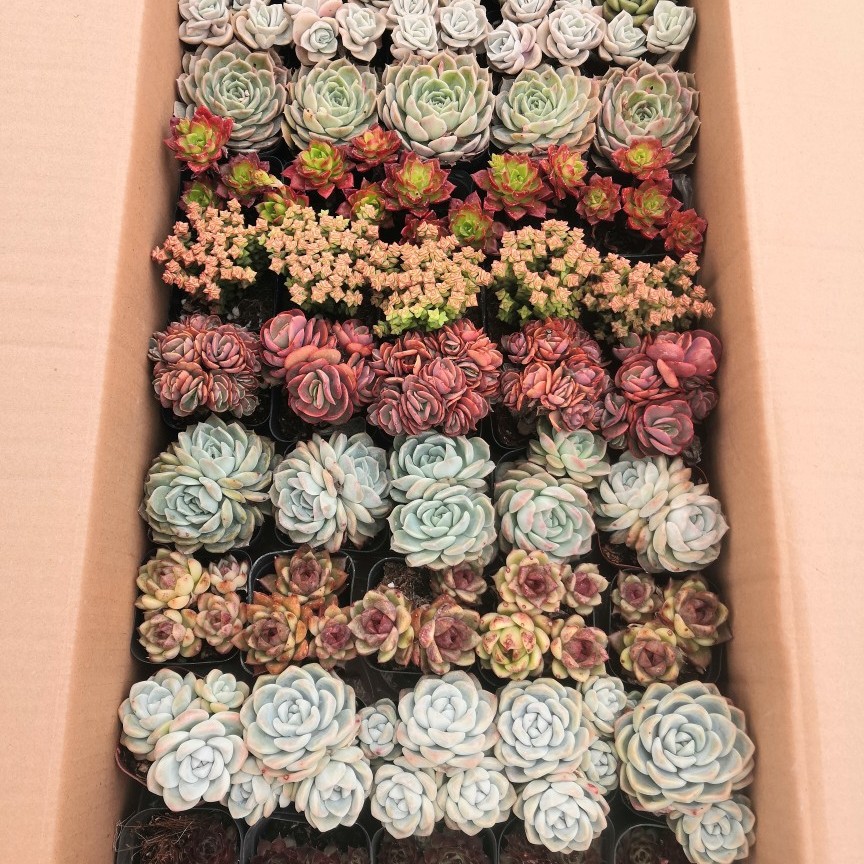Succulent Lcl Wholesale Greenhouse Planting Manufacturer Lcl Combination Mixed Finished Potted Plants