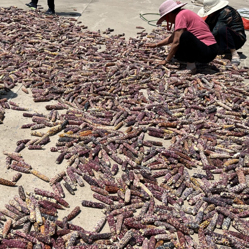 25-year-old seasonal mini corn hamster grinding teeth corn golden bear rabbit chinchilla flower twig mouse grinding teeth snacks