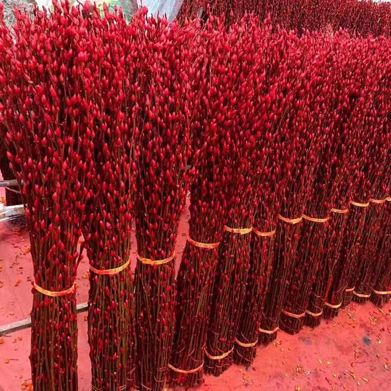 Silver Willow New Year's Eve Real Flower Fresh Branches Living Room Dried Flower Ornaments Large Floor-Standing Red New Year's Eve Florals Indoor Dried Willow