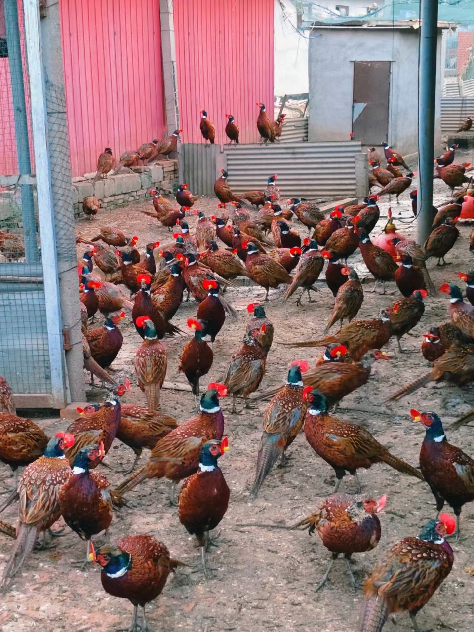 Freshly Slaughtered Colorful Mountain Chickens, Whole Chickens, Free-Range Chickens, Live Chickens