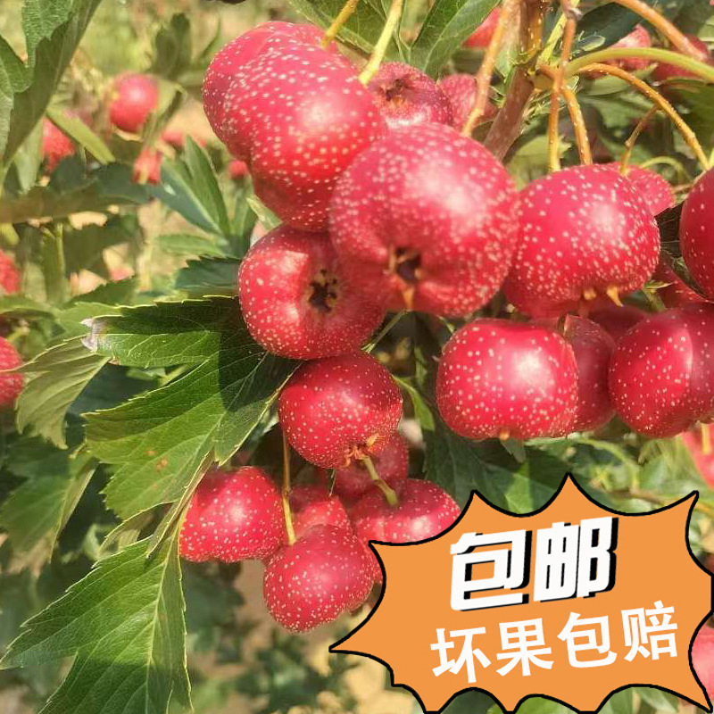 (Бесплатная доставка) Сладкий красный боярышник со средними и крупными плодами, отправляется в корзинах, новый товар в сентябре 2025, собранный и отправленный в тот же день