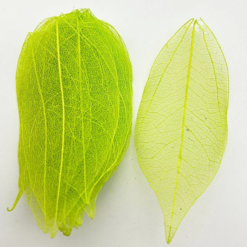 Natural King Kong Leaf Vein Creative Plant Leaves Dried Flower Specimen DIY Eternal Flower Leaves Bookmark Greeting Card Leaf Vein