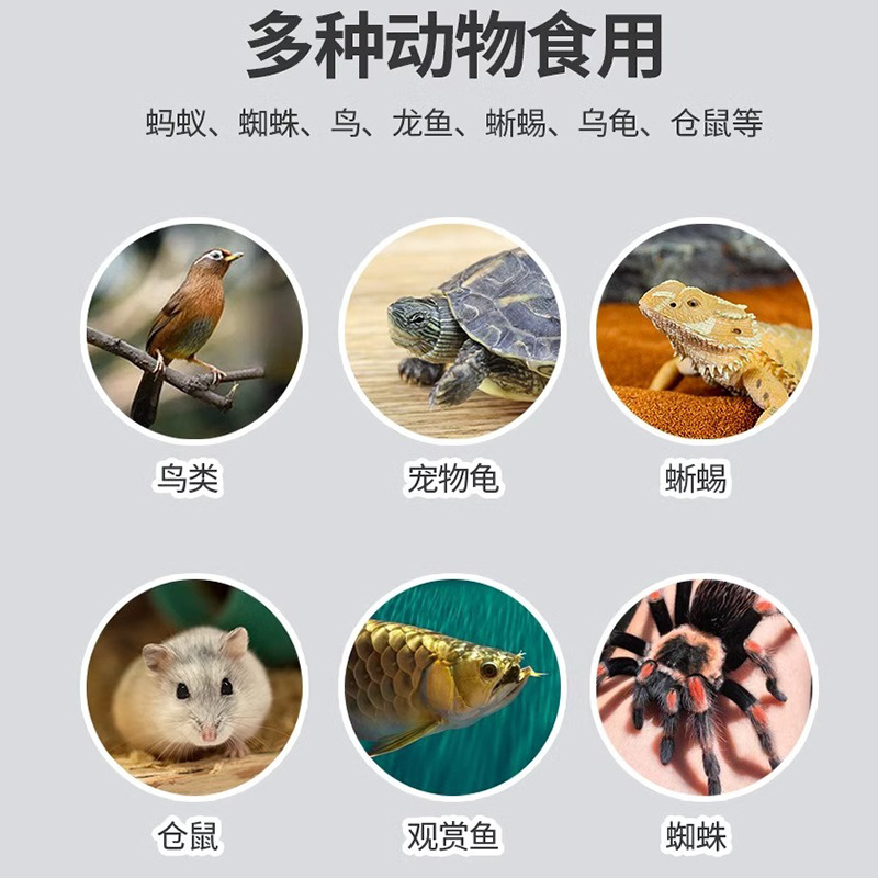 Mealworms, Live Insects, Mealworms, Yellow Mealworms, Live Larvae, Lizard, Gecko, Turtle, Hamster, Arowana, Edible Insects, Free Shipping