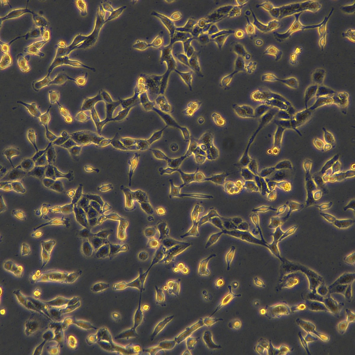 Meisen Ctcc Meisen Human Renal Cell Adenocarcinoma Sorafenib Resistant Strain Achn/Sorafenib