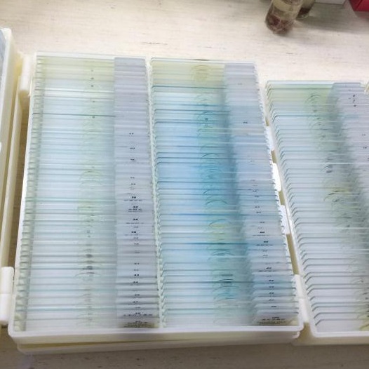 Teaching Microscope Slide Specimen Biological Slice 100 Slice Set Animal and Plant Slide Specimen Slice