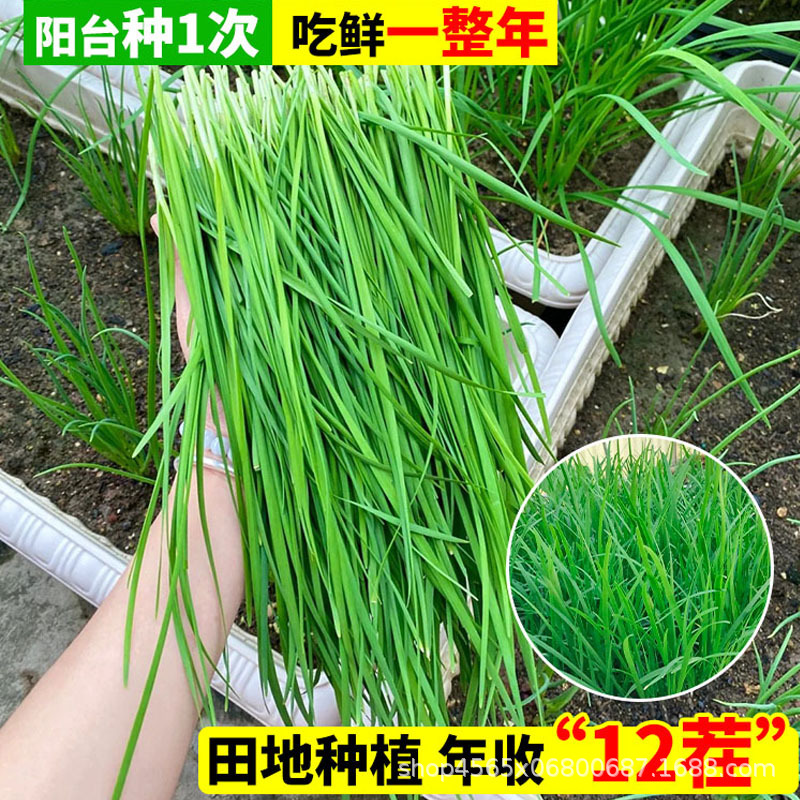 New Leek Root Seedlings, Purple Roots, Large Wide Leaves, Dug with Soil in All Seasons, Fine-Leaf Potted Vegetables, Leek Wholesale in All Seasons