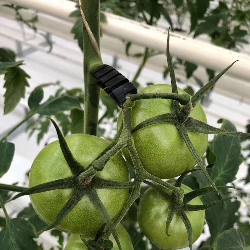 Tomato Fruit Stem Clip, Anti-Breakage Ring, Vine Binding Clip, Seedling Fixing Clip, Tomato Clip, Tomato Vine Hanging Clip, Hook