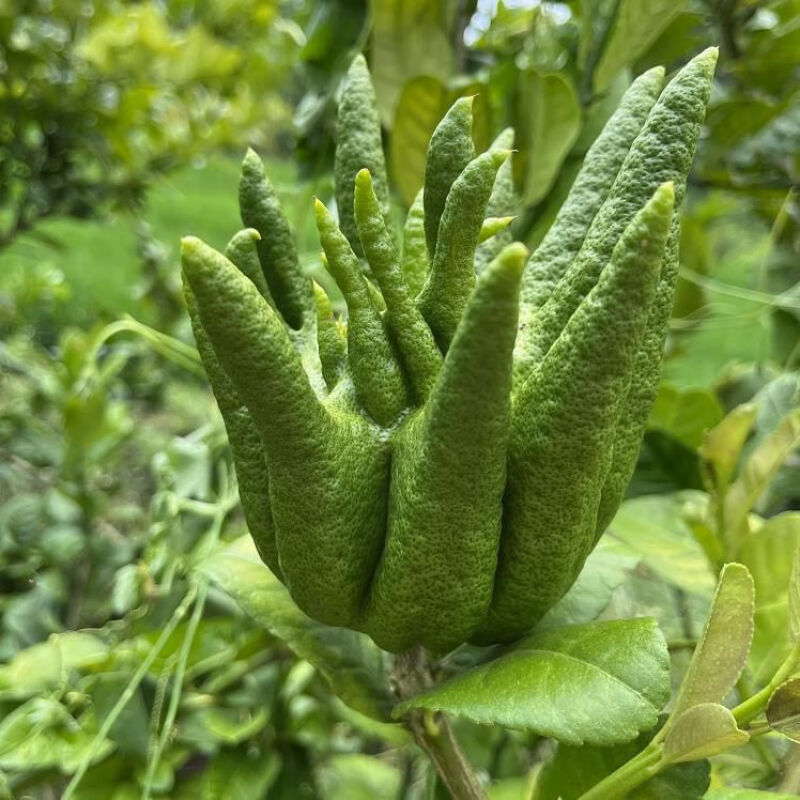 Yunnan Alpine Bergamot Bergamot Fruit Tribute Smell Extra Large Fruit Non-Jinhua Bergamot Smell Fragrance Branch Hydroponic Clear Supply
