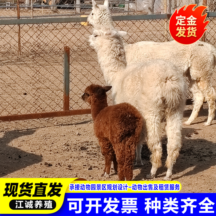 The Farm Sells Live Alpacas All Year Round. Cute Pet Paradise Interactive Feeding Alpacas. Cute Little Alpacas Price