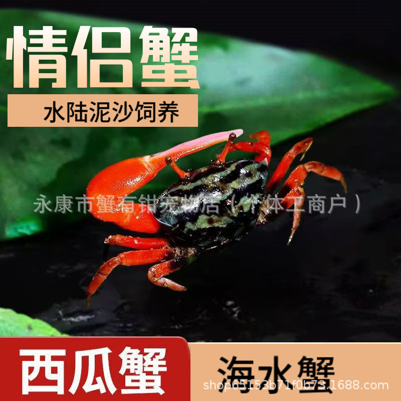 Оптовая продажа арбузного краба, китайского песчаного краба, краба-отшельника, пресноводного краба, ленивого настольного питомца, легкого в уходе и живого