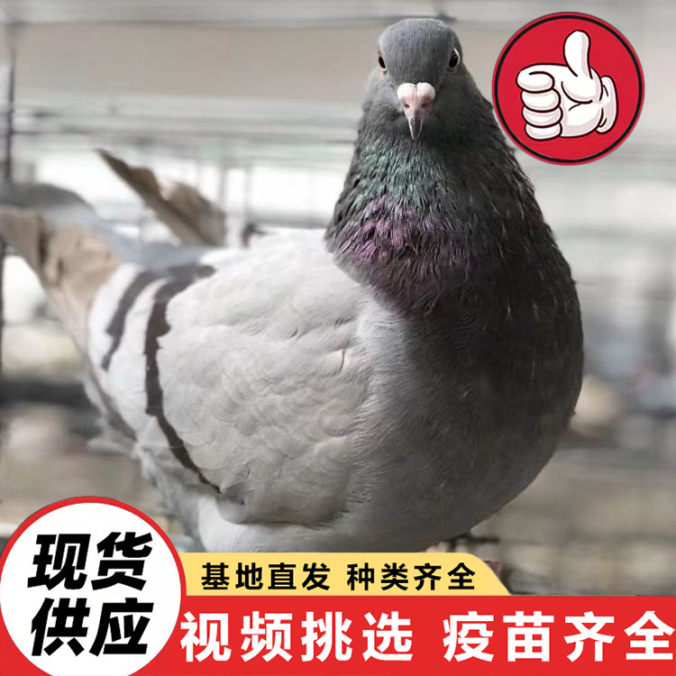 Живые продажи белохвостых королевских голубей, домашний декоративный голубь, мясной голубь, проект выпуска голубей мира на праздники