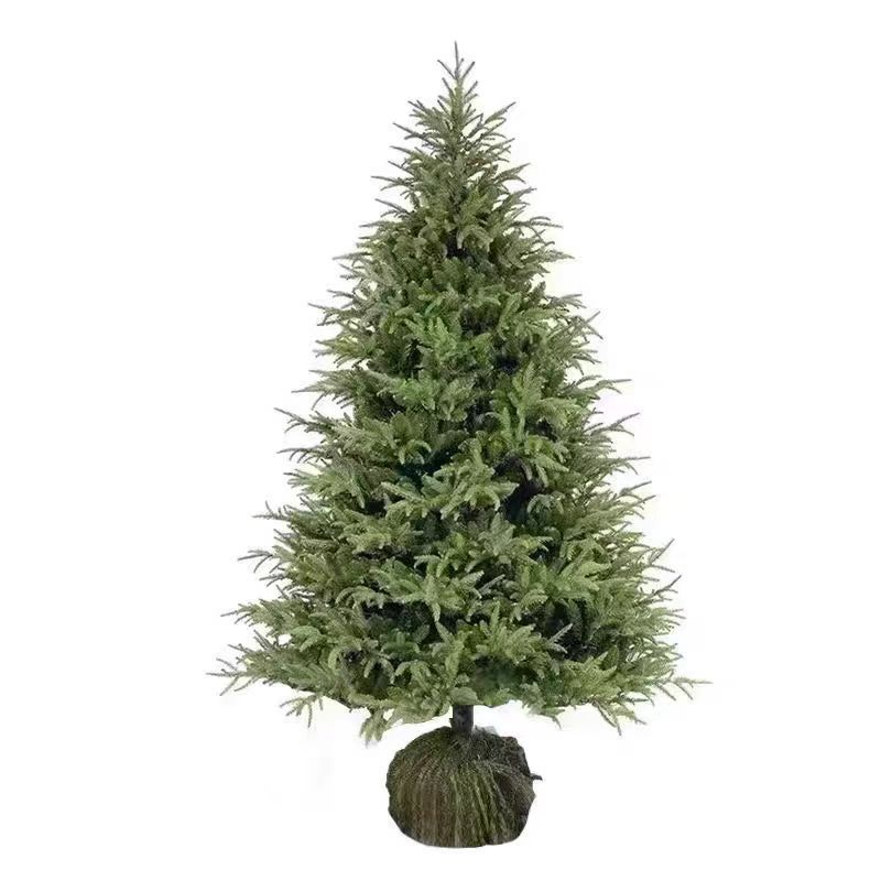 Real Christmas Tree Potted Real Tree Live Norway Spruce Real Nobeson Real Tree Pine Tree Christmas Green Planting