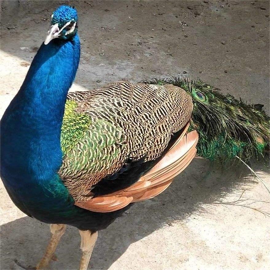 База разведения павлинов, разводит собственные сеянцы павлинов, синие павлины, маленькие павлины, цветные павлины, белые павлины